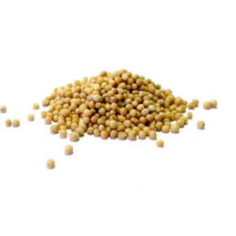 Senfkörner gelb ganz 1 Kilo